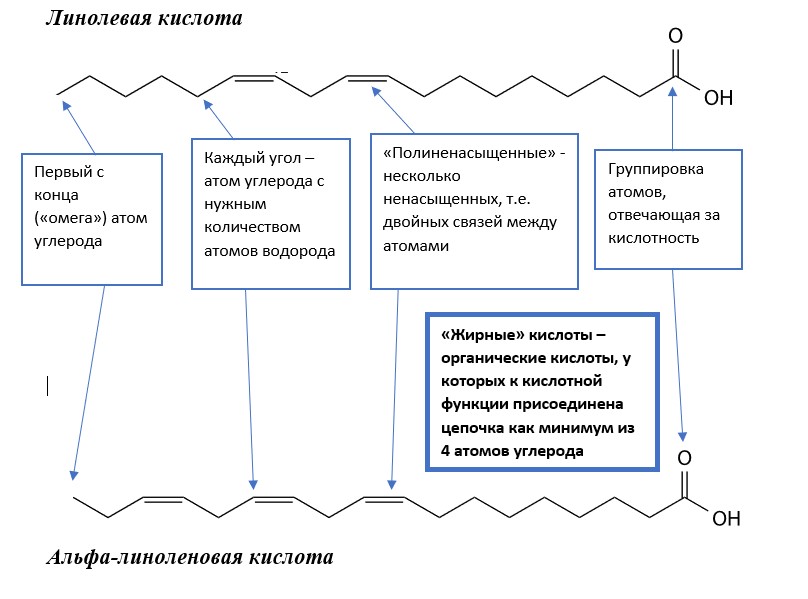 две абсолютно незаменимые омега-кислоты